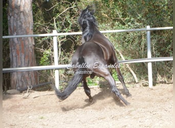 Koń andaluzyjski, Ogier, 8 lat, 158 cm, Kara