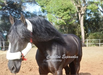 Koń andaluzyjski, Ogier, 8 lat, 158 cm, Kara
