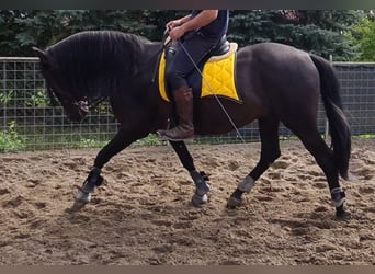 Koń andaluzyjski, Ogier, 8 lat, 158 cm