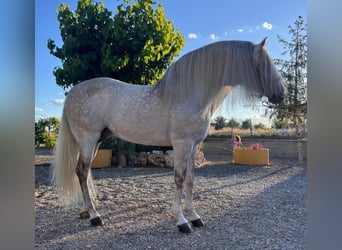 Koń andaluzyjski, Ogier, 8 lat, 158 cm, Siwa jabłkowita