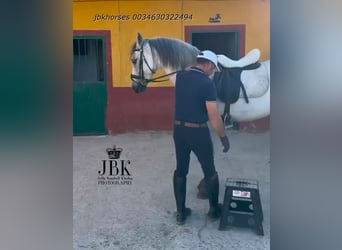 Koń andaluzyjski, Ogier, 8 lat, 158 cm, Siwa