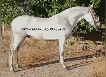 Koń andaluzyjski, Ogier, 8 lat, 158 cm, Siwa