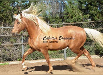 Koń andaluzyjski, Ogier, 8 lat, 160 cm, Izabelowata