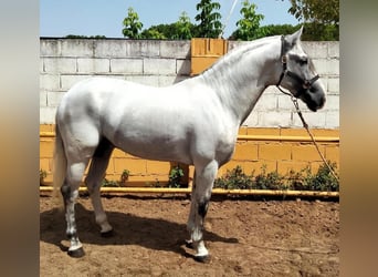 Koń andaluzyjski, Ogier, 8 lat, 160 cm, Siwa