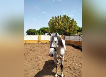 Koń andaluzyjski, Ogier, 8 lat, 160 cm, Siwa