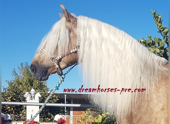 Koń andaluzyjski Mix, Ogier, 8 lat, 161 cm, Izabelowata