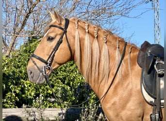 Koń andaluzyjski, Ogier, 8 lat, 163 cm, Izabelowata