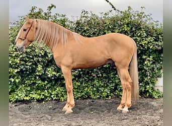 Koń andaluzyjski, Ogier, 8 lat, 163 cm, Izabelowata