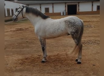 Koń andaluzyjski, Ogier, 8 lat, 163 cm, Siwa