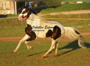 Koń andaluzyjski, Ogier, 8 lat, 164 cm, Srokata