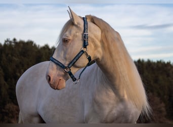 Koń andaluzyjski, Ogier, 9 lat, 156 cm, Cremello
