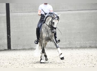 Koń andaluzyjski, Ogier, 9 lat, 160 cm, Siwa w hreczce