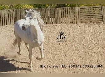 Koń andaluzyjski, Ogier, 9 lat, 162 cm, Siwa
