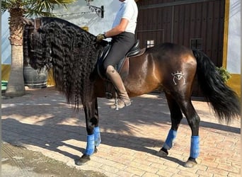 Koń andaluzyjski, Ogier, 9 lat, 163 cm, Ciemnogniada