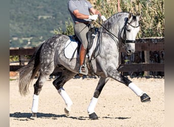 Koń andaluzyjski, Ogier, 9 lat, 166 cm, Siwa jabłkowita