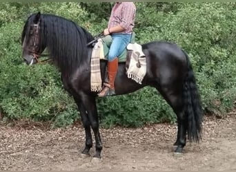 Koń andaluzyjski, Ogier, 9 lat, 168 cm, Kara