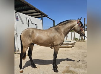 Koń andaluzyjski, Ogier, 3 lat, Bułana