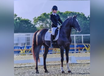 Koń andaluzyjski, Ogier, 14 lat, 164 cm, Ciemnokasztanowata