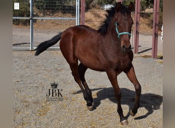 Koń andaluzyjski Mix, Ogier, Źrebak (04/2025), 163 cm, Gniada