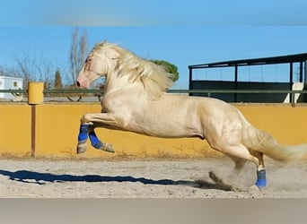 Koń andaluzyjski, Ogier, Źrebak (01/2024), 170 cm, Izabelowata