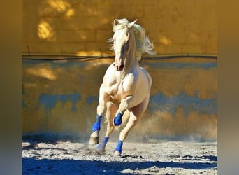 Koń andaluzyjski, Ogier, Źrebak (01/2024), 170 cm, Izabelowata