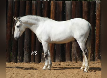 Koń andaluzyjski, Wałach, 10 lat, 147 cm, Siwa