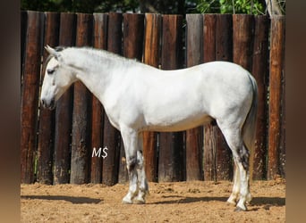 Koń andaluzyjski, Wałach, 10 lat, 147 cm, Siwa