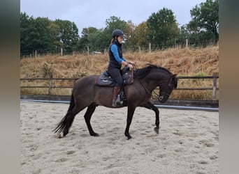 Koń andaluzyjski, Wałach, 10 lat, 150 cm, Kara