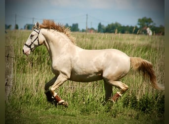 Koń andaluzyjski Mix, Wałach, 10 lat, 155 cm, Perlino