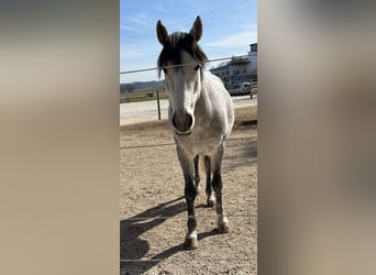 Koń andaluzyjski, Wałach, 10 lat, 160 cm, Siwa jabłkowita