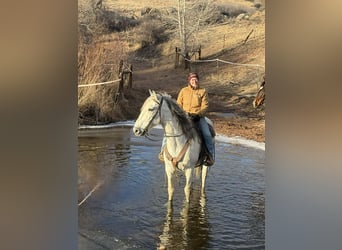 Koń andaluzyjski, Wałach, 10 lat, 168 cm, Siwa