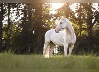 Koń andaluzyjski, Wałach, 11 lat, 155 cm, Cremello