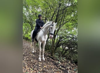 Koń andaluzyjski, Wałach, 11 lat, 155 cm, Cremello