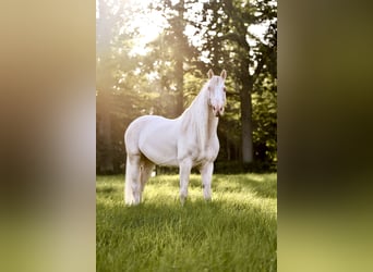 Koń andaluzyjski, Wałach, 11 lat, 155 cm, Cremello