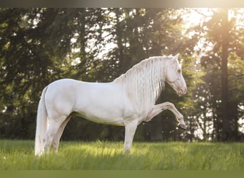 Koń andaluzyjski, Wałach, 11 lat, 155 cm, Cremello
