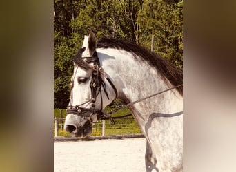 Koń andaluzyjski, Wałach, 11 lat, 175 cm, Siwa jabłkowita