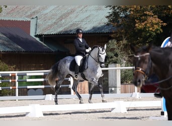 Koń andaluzyjski, Wałach, 11 lat, 175 cm, Siwa jabłkowita