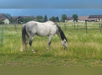 Koń andaluzyjski, Wałach, 11 lat, 175 cm, Siwa jabłkowita