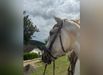 Koń andaluzyjski, Wałach, 12 lat, 165 cm, Siwa