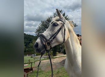 Koń andaluzyjski, Wałach, 12 lat, 165 cm, Siwa