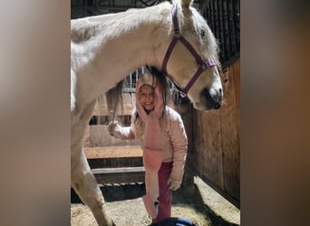 Koń andaluzyjski, Wałach, 12 lat, 175 cm, Siwa