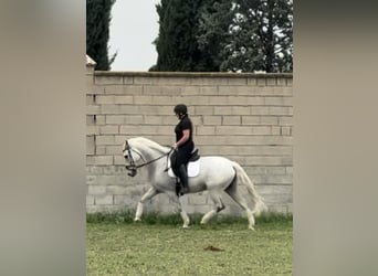 Koń andaluzyjski, Wałach, 13 lat, 166 cm, Siwa