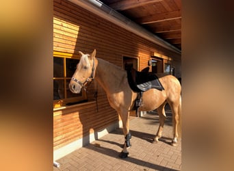Koń andaluzyjski, Wałach, 14 lat, 160 cm, Izabelowata