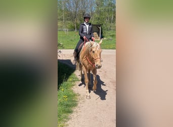 Koń andaluzyjski, Wałach, 14 lat, 160 cm, Izabelowata