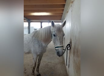 Koń andaluzyjski Mix, Wałach, 15 lat, 155 cm, Siwa w hreczce