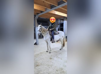 Koń andaluzyjski Mix, Wałach, 15 lat, 155 cm, Siwa w hreczce