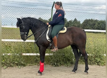 Koń andaluzyjski, Wałach, 15 lat, 162 cm, Kara