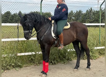 Koń andaluzyjski, Wałach, 15 lat, 162 cm, Kara