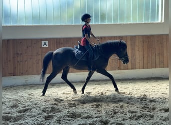 Koń andaluzyjski, Wałach, 16 lat, 145 cm, Kara