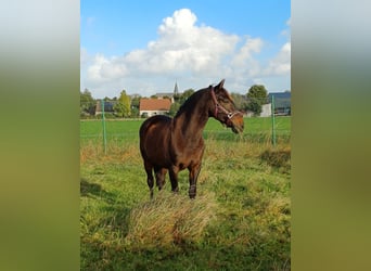 Koń andaluzyjski, Wałach, 16 lat, 160 cm, Ciemnogniada